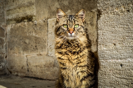 Animal background beautiful camera Photo