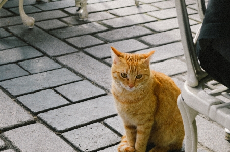 角度 動物 バックグラウンド 美しい 写真