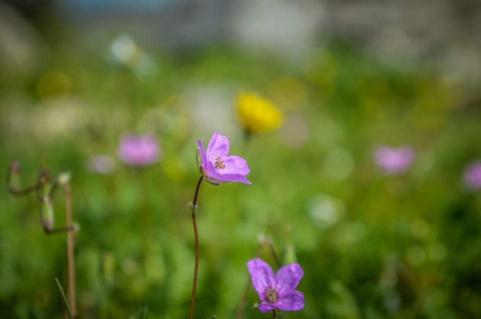 Flower ancient background beautiful