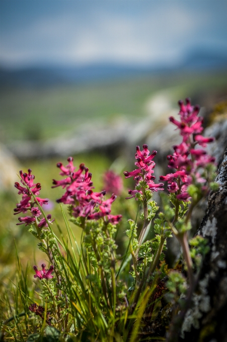 Flower ancient background beautiful