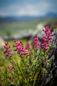 Flower ancient background beautiful Photo