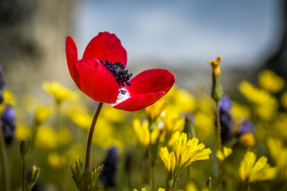 Flower ancient background beautiful