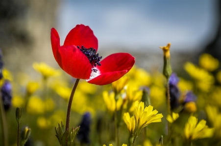 Flower ancient background beautiful Photo