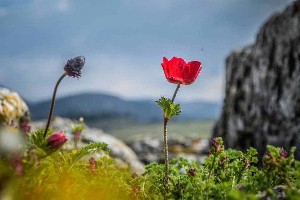 Flower ancient background beautiful