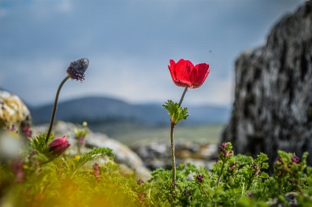 Flower ancient background beautiful Photo