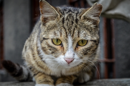 Photo Animal arrière-plan beau noir