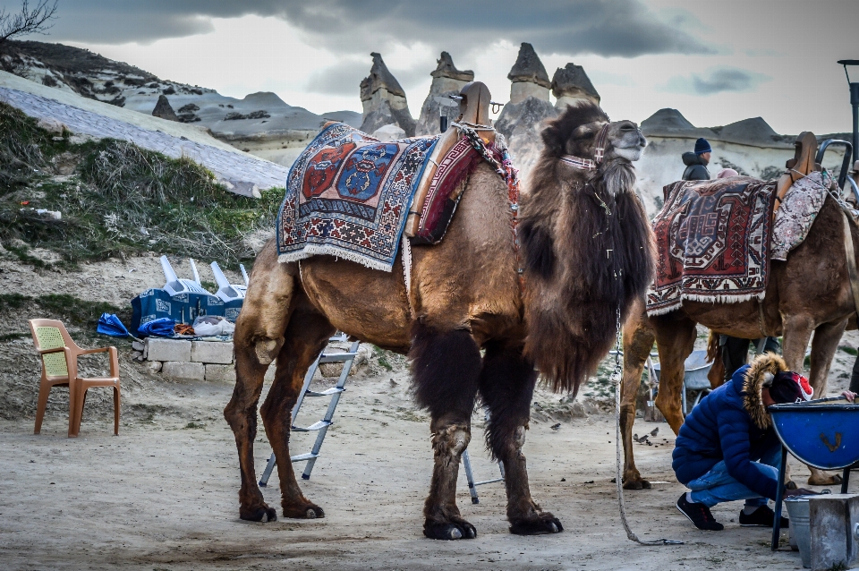 Anatolia
 antiguo asia capadoccia
