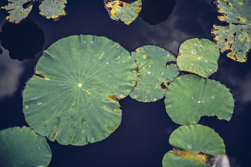 Fiore acquatico sfondo bellissimo