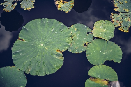 花 水生の バックグラウンド 美しい 写真