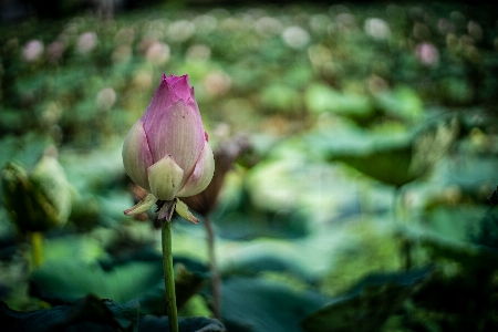 花 水生の アジア アジア人 写真