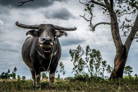 Agriculture animal asia background Photo