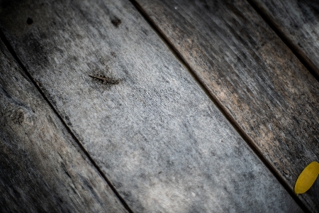 Abstract background of wood beautiful Photo