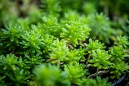 Aromatic background juniper beautiful Photo