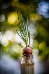 Agriculture aroma asia asian Photo