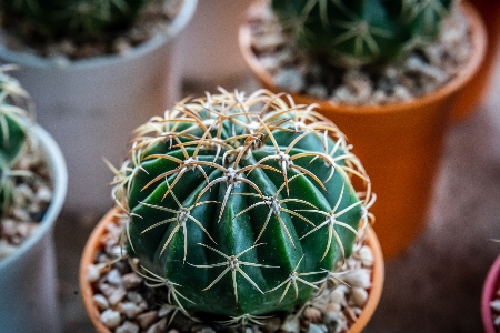 Foto Flor fundo planta de cacto barril
 cactos
