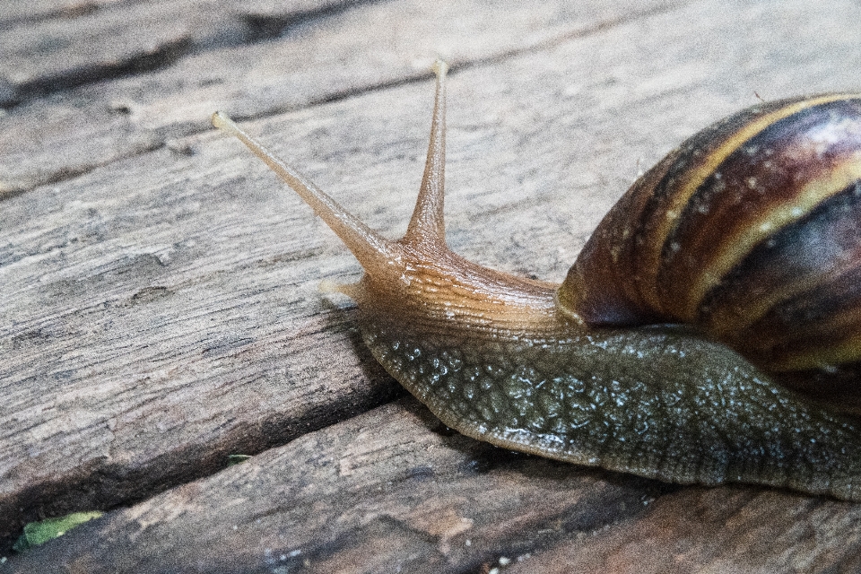 Achatinidae
 afrikanisch tier asien