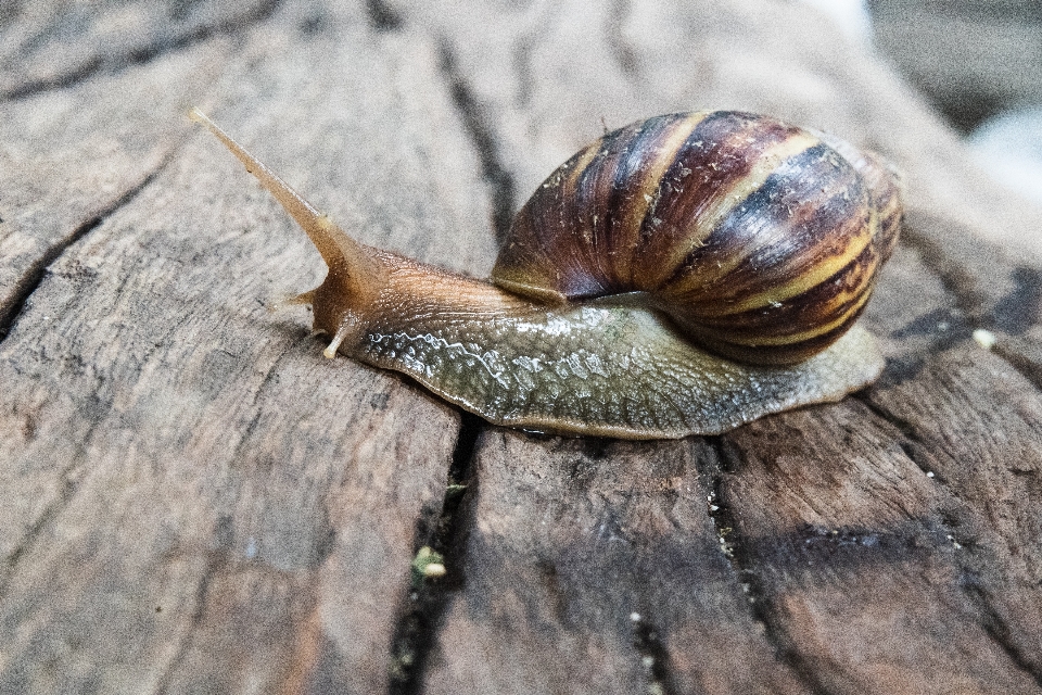 アカチニ科
 アフリカの 動物 アジア