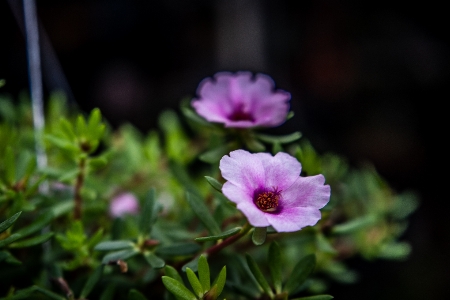 Flower asia background beautiful Photo