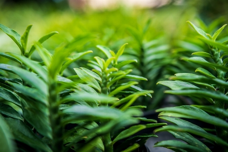 Aromatic background juniper beautiful Photo