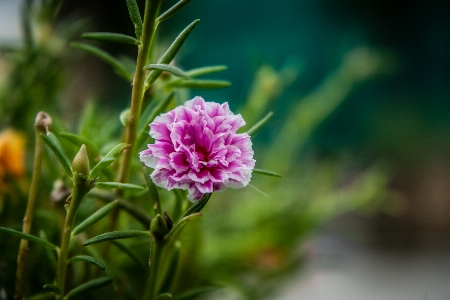 Flower asia background beautiful Photo