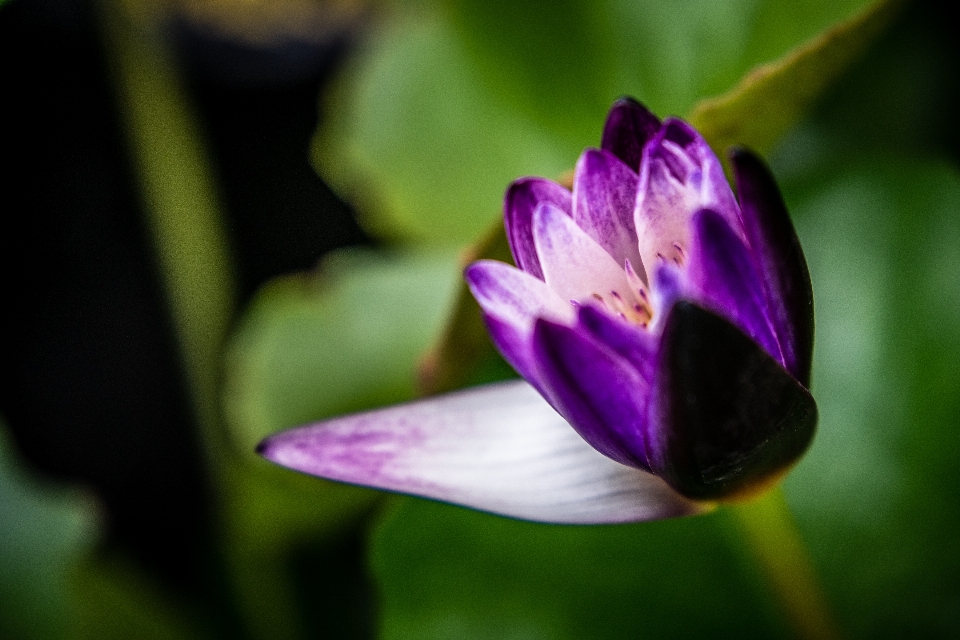 Flower aquatic asia beauty