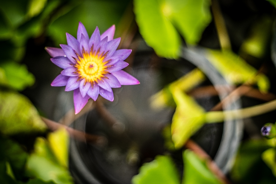 Flower aquatic asia beauty