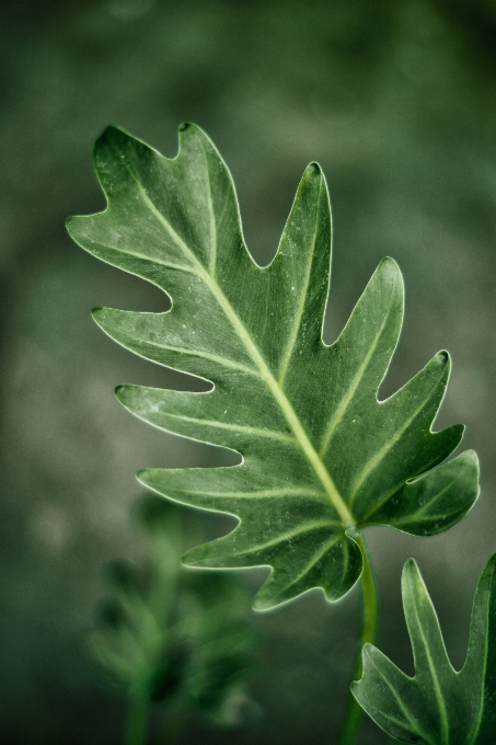 抽象的 背景 大的 植物