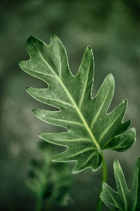 Abstract background big botanical Photo