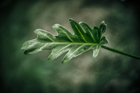 概要 バックグラウンド 大きい 植物の 写真