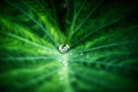 Aquatic background beautiful beauty Photo