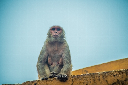 Jaipur animal ape asia Photo