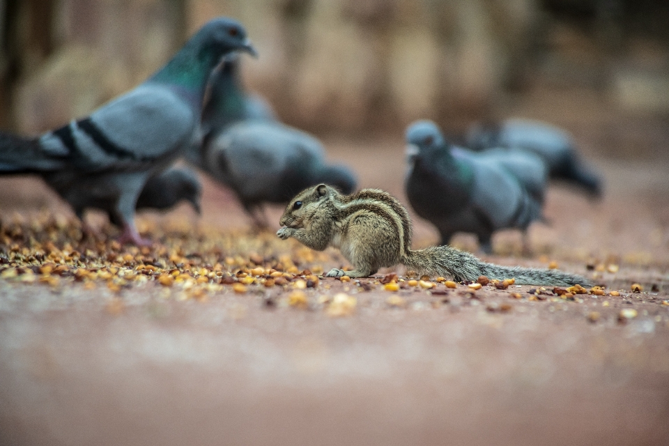 Gland animal automne aviaire
