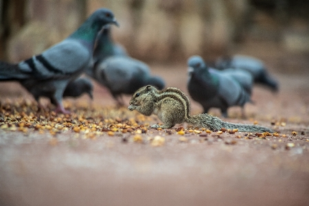 Acorn animal autumn avian Photo