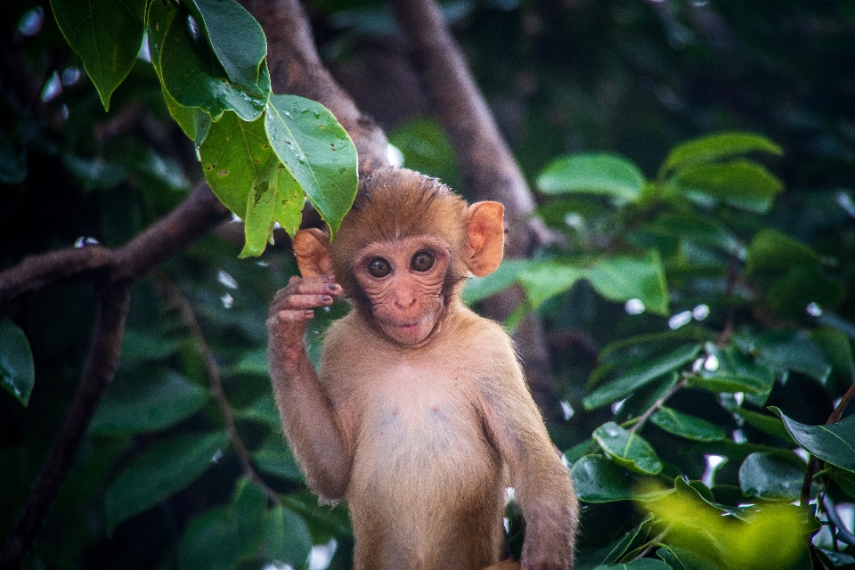 животное ape Азия малыш