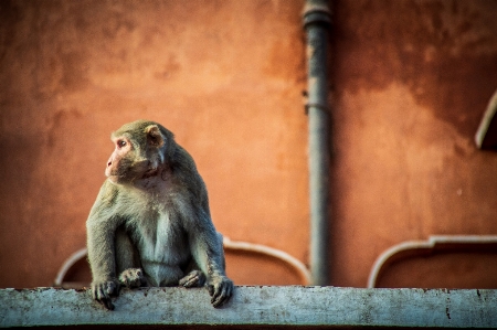 Jaipur amber amer animal Photo