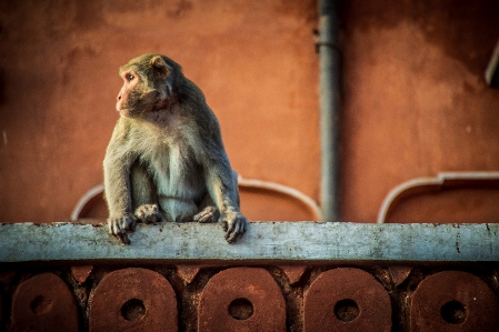 Jaipur amber amer animal Photo