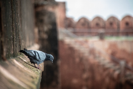 Jaipur ancient architecture asia Photo