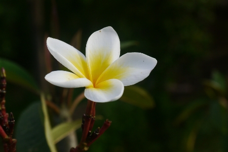 Flower background bali beautiful Photo