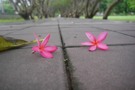 Flower background beautiful beauty Photo