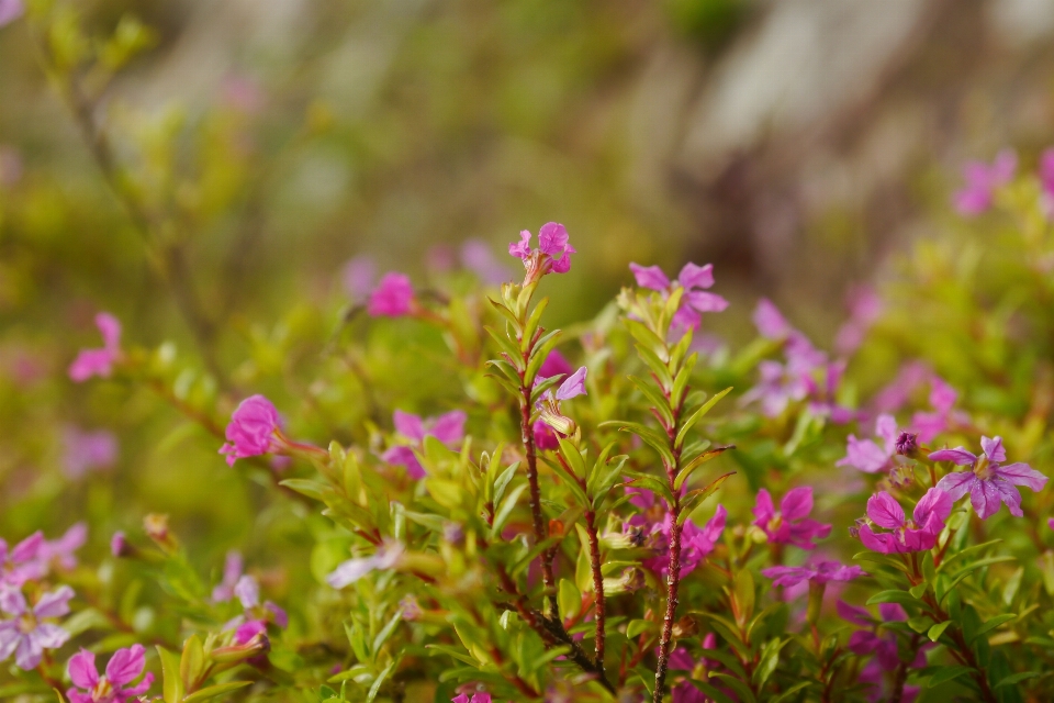 Flower background beautiful beauty