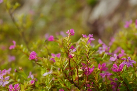 Flower background beautiful beauty Photo