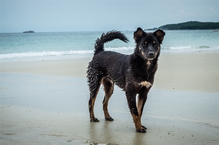 Foto Satwa latar belakang pantai cantik