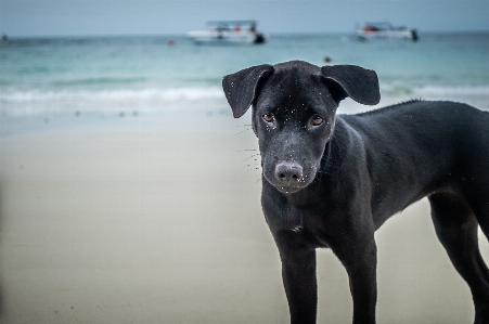 Foto Satwa latar belakang pantai cantik