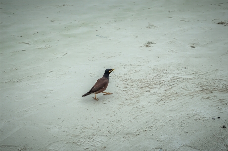 Foto Burung gagak asia latar belakang pantai