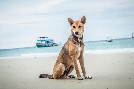 Foto Satwa latar belakang pantai cantik