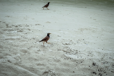 Foto Burung gagak asia latar belakang pantai