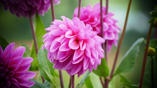 ピンク フラワーズ 花 開花植物
 写真