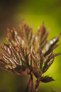 Foto Arce hoja verde primavera