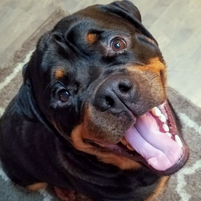 Rottweiler
 anjing mamalia bertulang belakang
