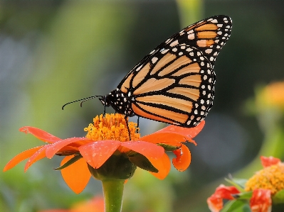 Foto Monarca borboleta mexicano girassol